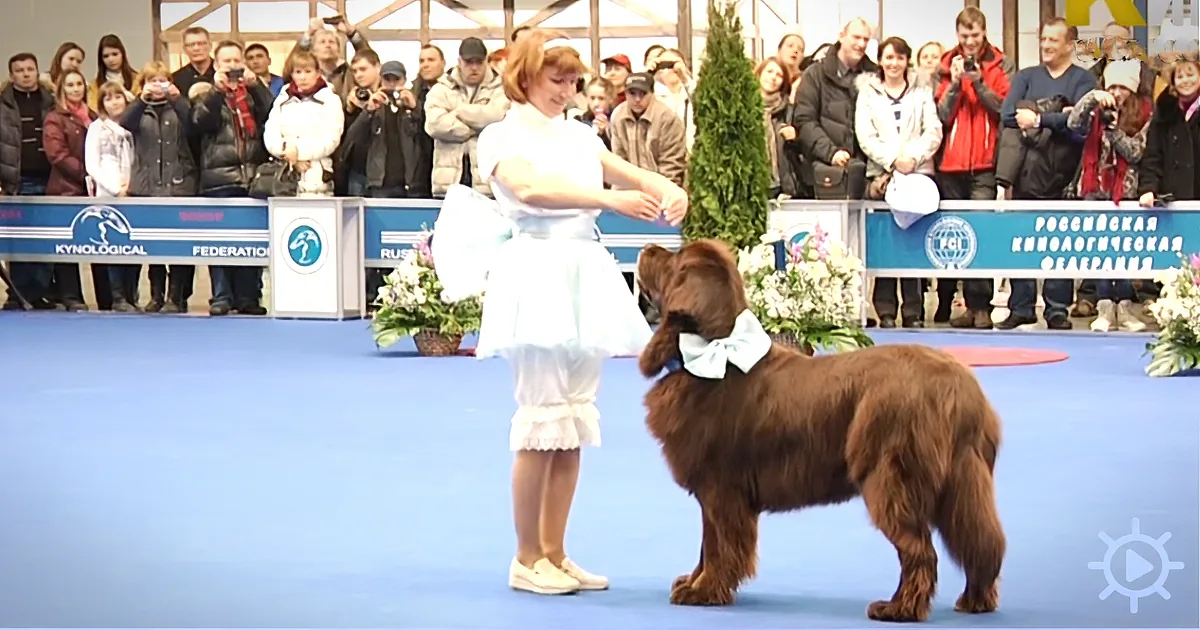Dance of the Doll and Dog: Huge Newfie Knows All the Moves