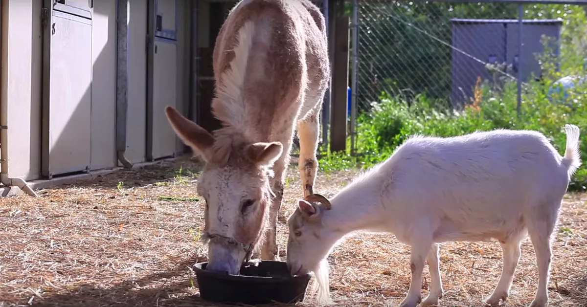 Donkey and Goat