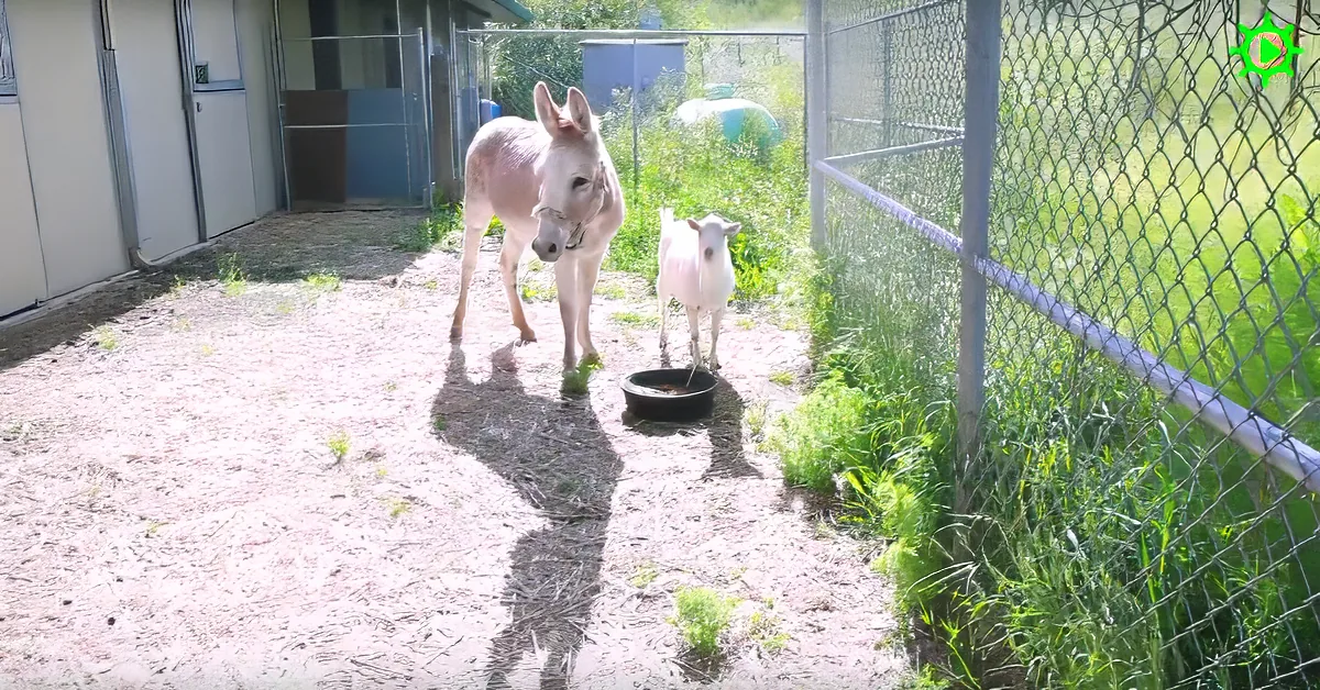 A donkey and a goat stand near a feeding bowl in a fenced enclosure with grass and a building in the background.