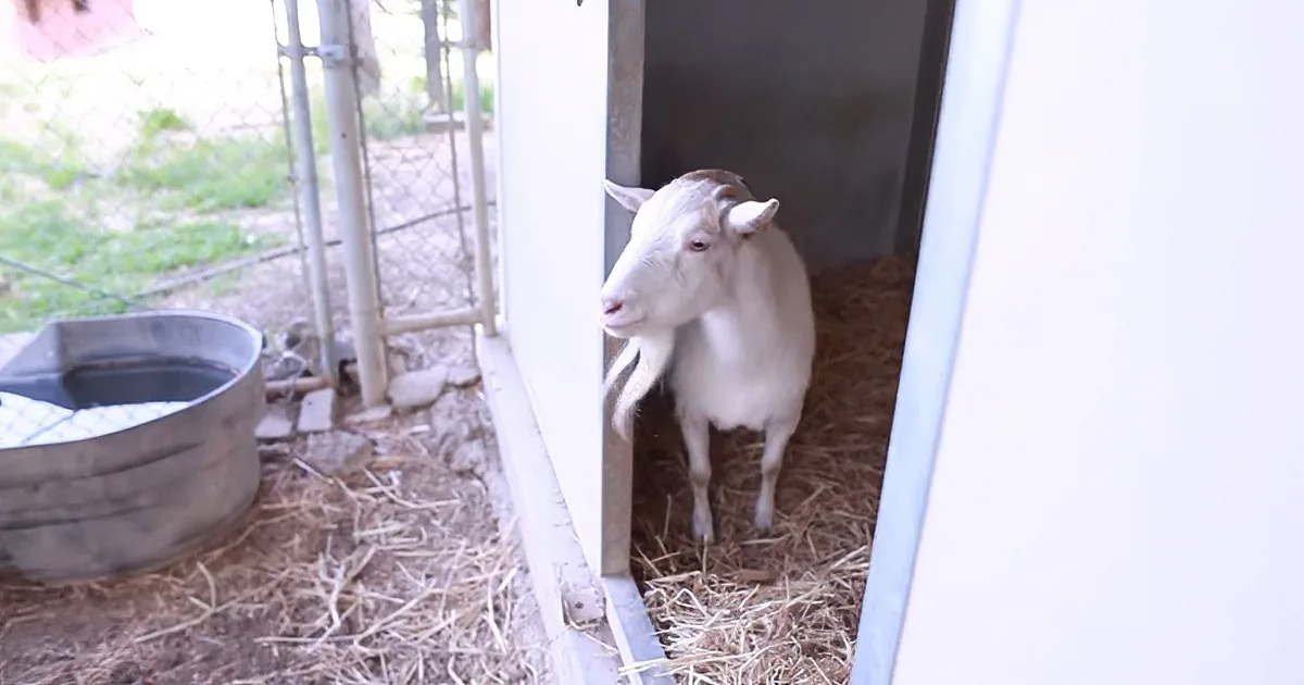 Donkey Comforts Heartbroken Goat, Heals Broken Heart, and There''s a Twist!