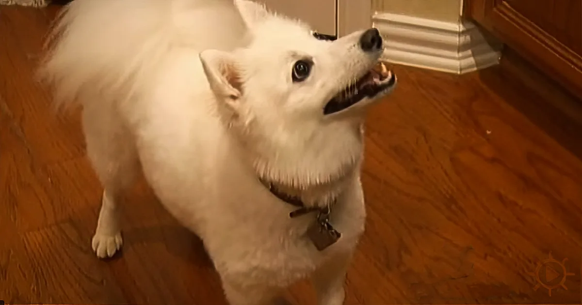 This Tiny Bug Is Killing Dogs and Children. if They Get Bitten, Take Them to the Hospital Now!
