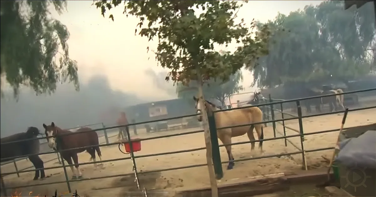 A Reporter Saves Many Horses From a California Wildfire During the Live Broadcast!