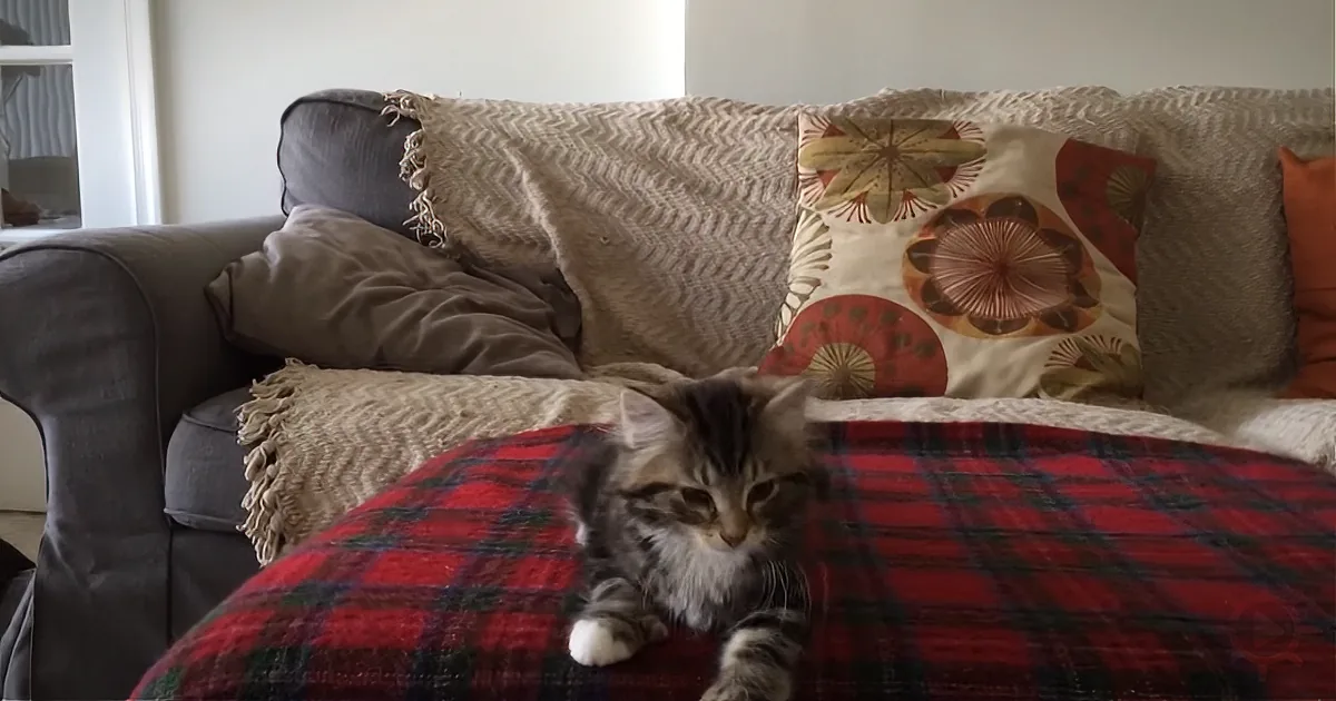 Everyone Likes to Dance to ''Uptown Funk,'' Kittens Included