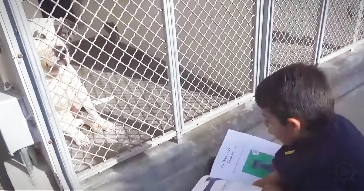 Watch a 6-Year-Old Boy Read to Shelter Dogs, so They Don''t Feel Lonely