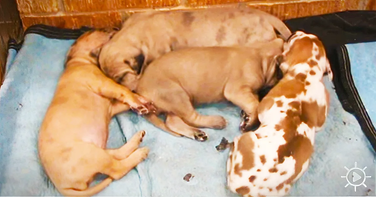 An Adorable Puppy Is Having a Nightmare. Now, Watch His Brother Come to Comfort Him!