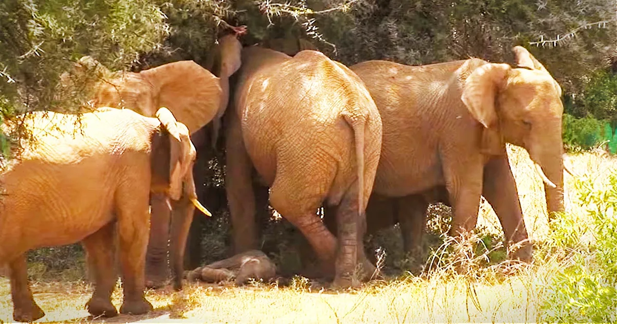 The Elephants Are Terrified of What''s Inside the Dangling Yellow Boxes and It''s Saving Their Lives.
