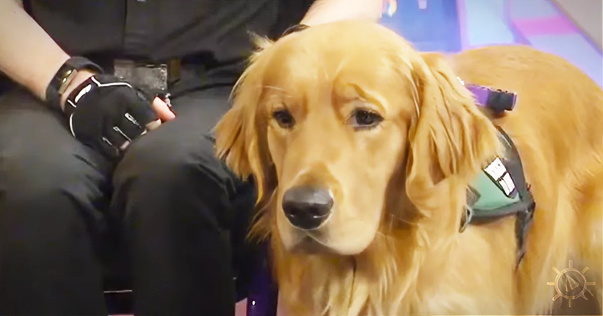 Watch This Service Dog Get Excited When He Sees His Favorite Toy Come to Life!