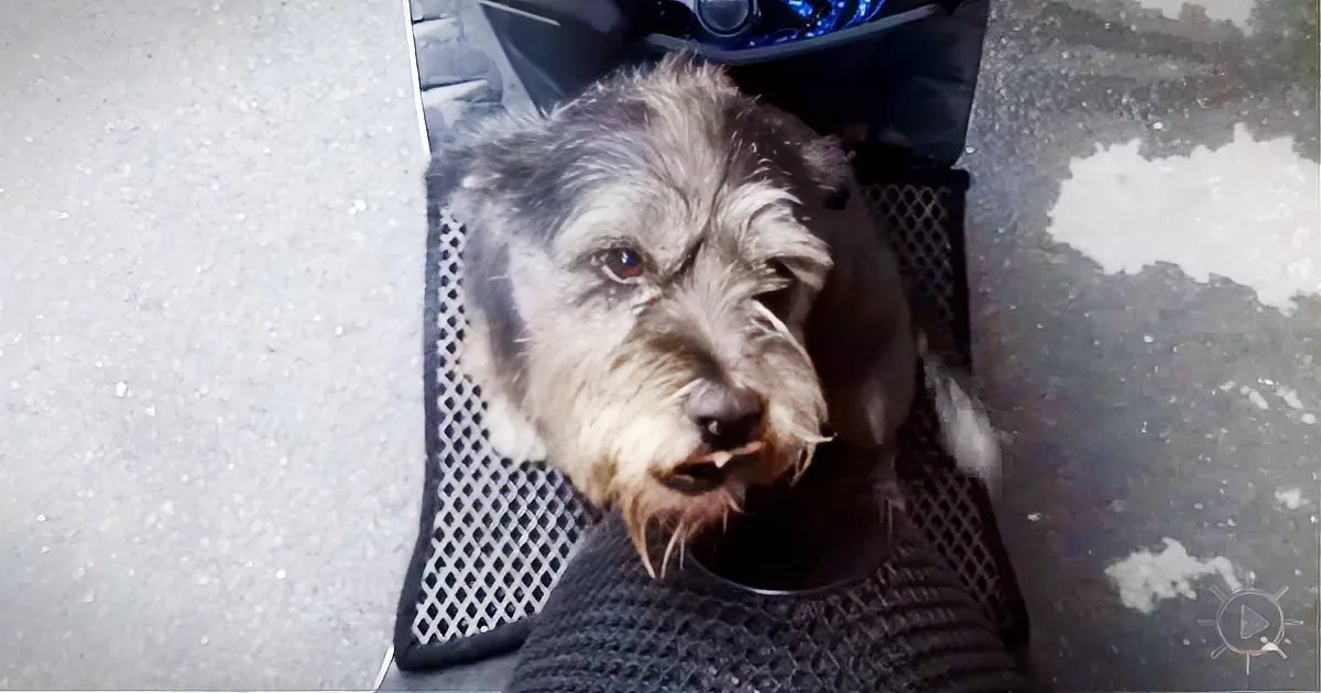 Dog Lost for 6 Days - You Won''t Believe Her Reaction When Reunited With Her Owner