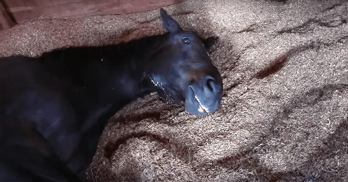 A black horse is lying down, its head resting on a pile of hay, appearing relaxed.