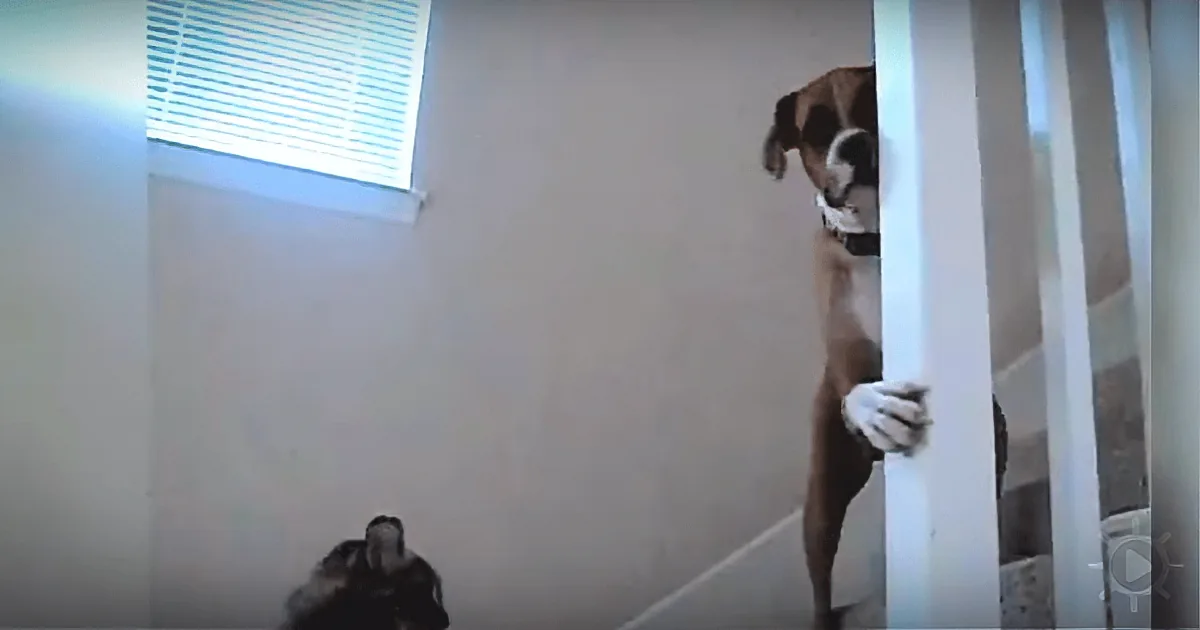 Scared Dogs Attempt at Getting Past a Cat, Has the Net Crying With Laughter