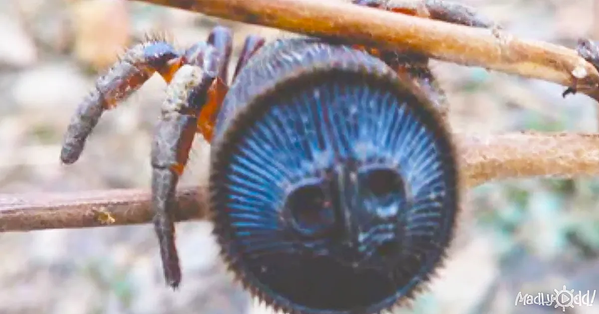 A close-up of a blue and black spider with a distinctive pattern on its abdomen.