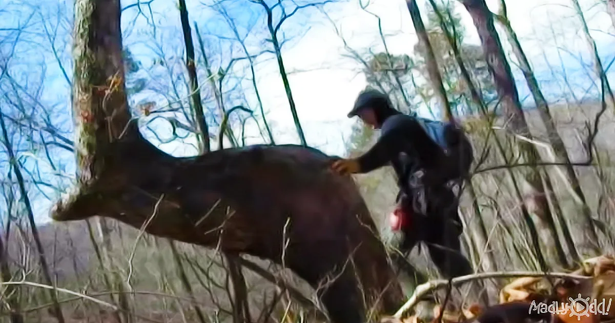If You Ever Come Across a Bent Tree in the Forest, Check Your Surroundings Right Away!