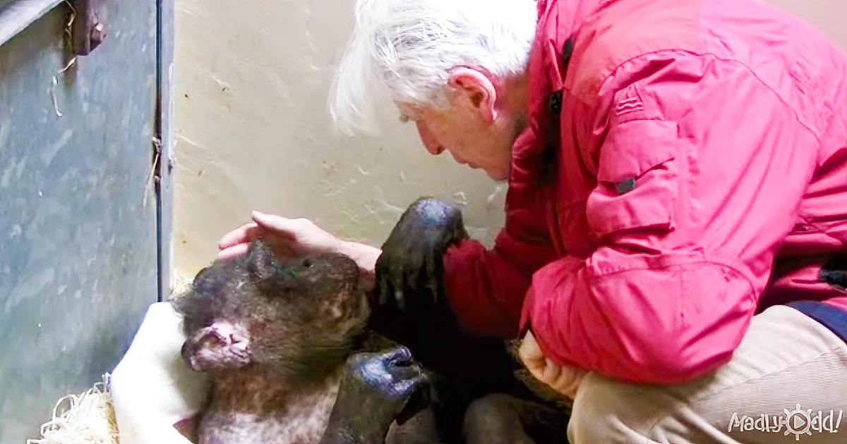 A Senior Chimp Is so Sick She Won''t Eat. but Watch What Happens When She Sees a Friend!