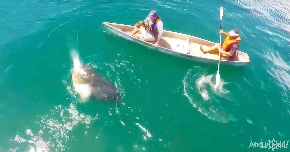 Four Sharks Are Following Them When Monster Fish Tips Over Their Kayak