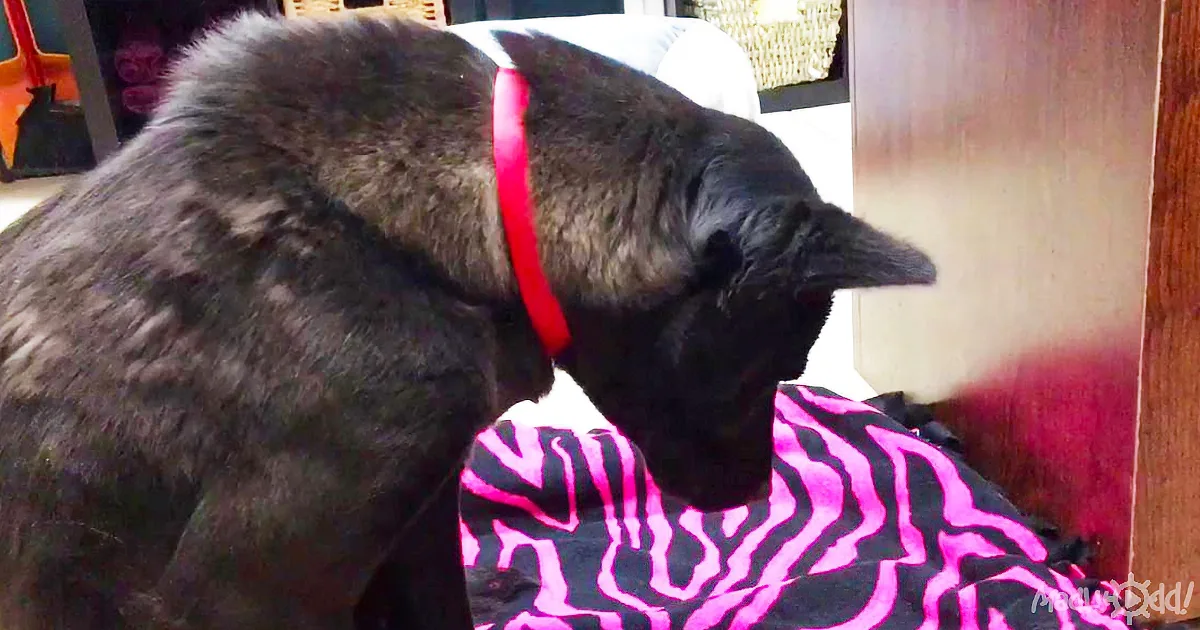 A Dog With a Bed Continues to Sleep Standing up. Then, the Rescuers Discover Why!