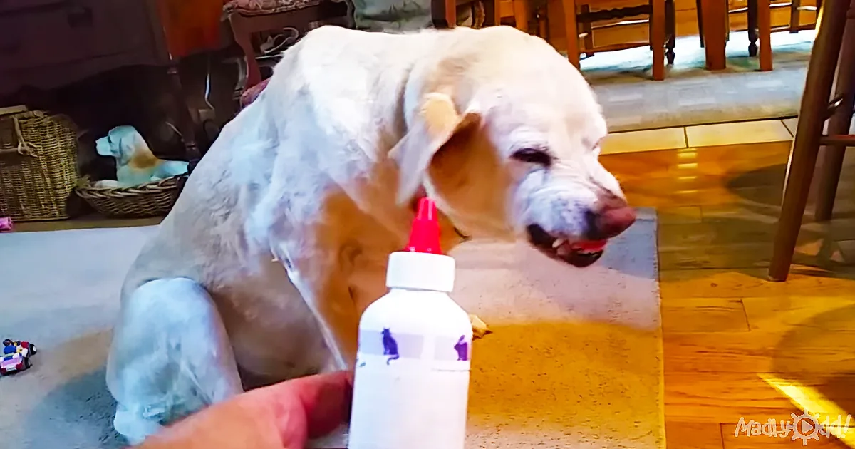 He Tries to Tell His Dog It''s Time to Take Her Meds. Her Reaction Is Awesome!