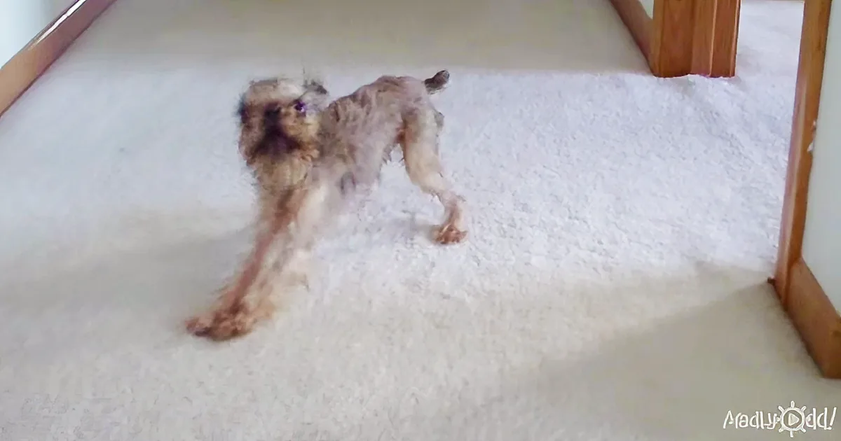 Angry Little Dog Has Some Big Talk After He''s Given a Bath