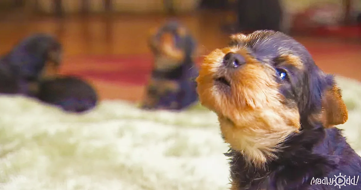 A close-up of a small, fluffy puppy with a mix of black and tan fur, looking up attentively.