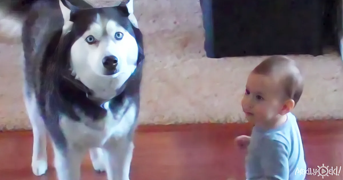 A Husky and a Baby Have a Conversation, or Maybe It''s More Like an Opera