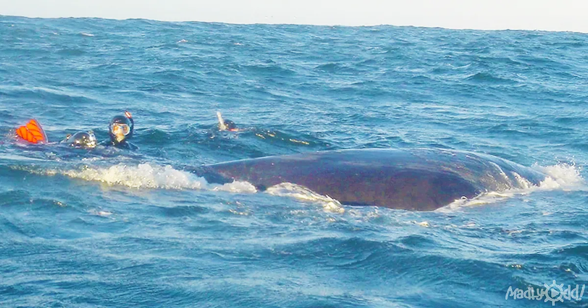 Whale Snared in Fishing Net Welcomes Rescuers... and Thanks Them!