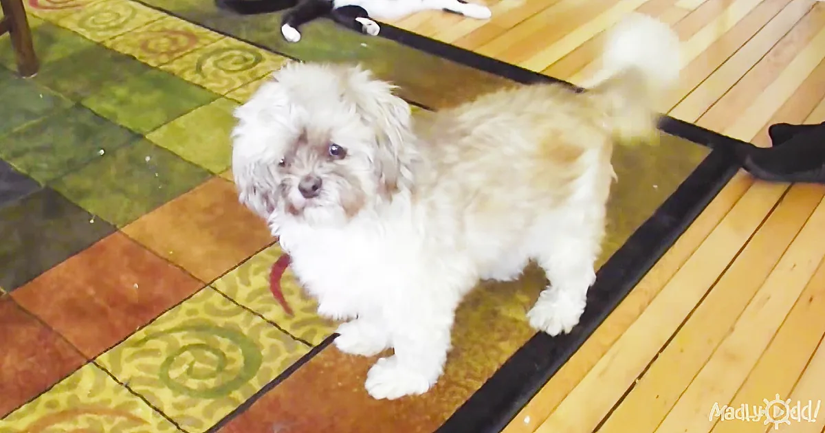 You Won''t Believe the Unreal Noise This Little Dog Can Make