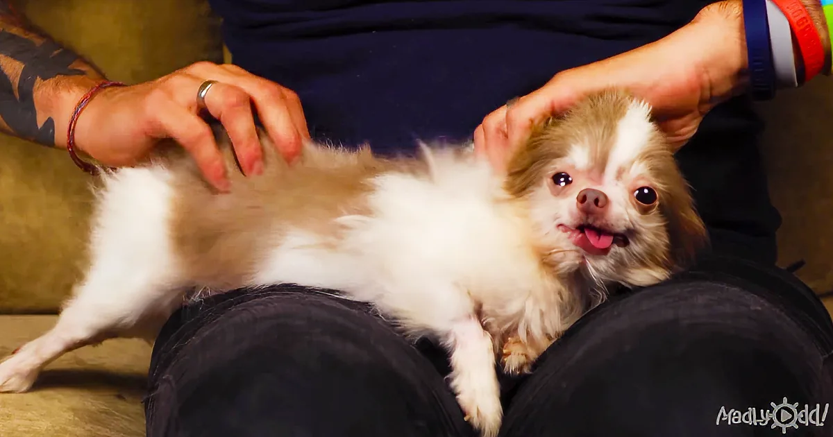 Caged for Years, a Chihuahua Is Finally Freed and He''s a Real Character