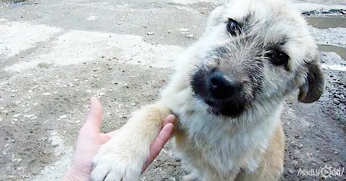 Patient Rescuers Win Trust of Stray Puppy Who Offers His Paw in Friendship