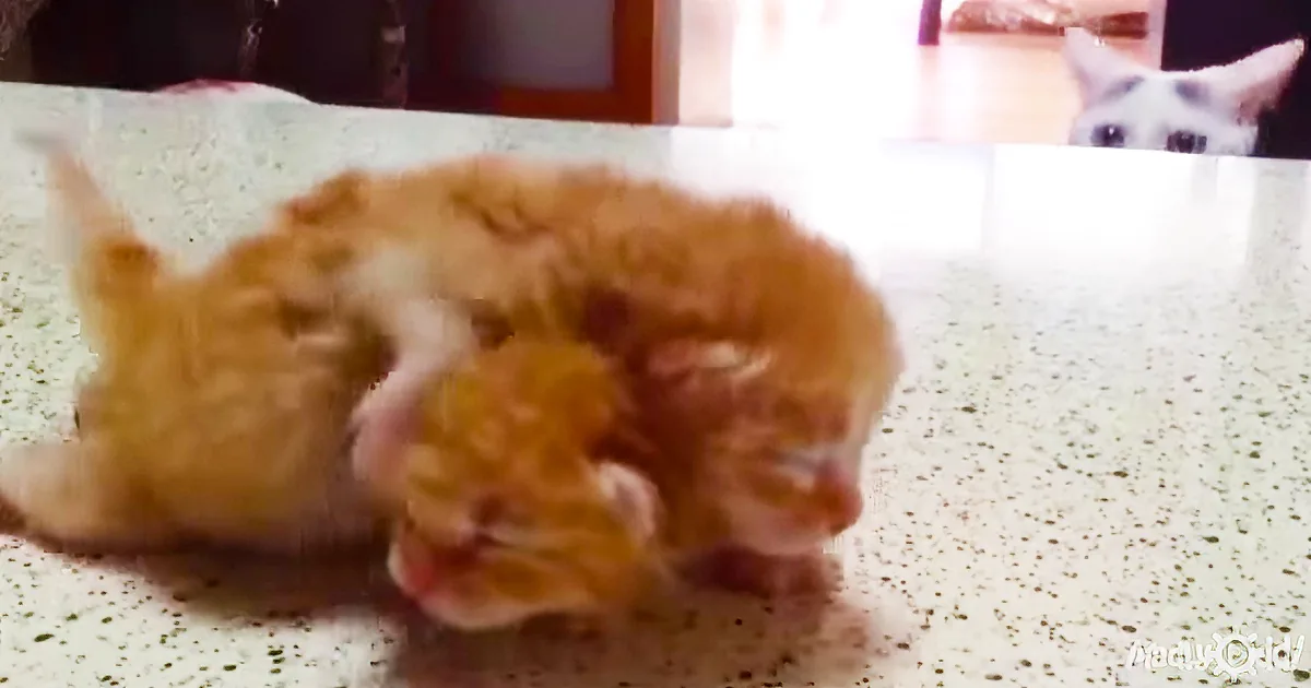 Break It up! Mama Cat Puts a Hilarious Stop to Her Kittens' Wrestling Match