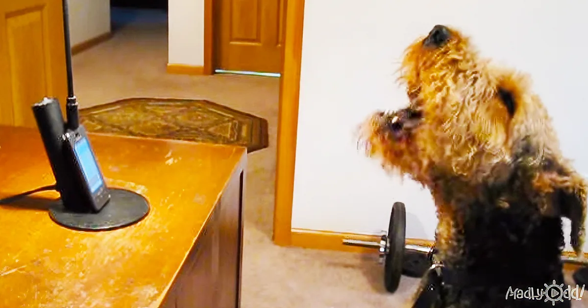 Dad Puts Stanley the Airedale on Speakerphone: Mom Gets Hilarious Earful
