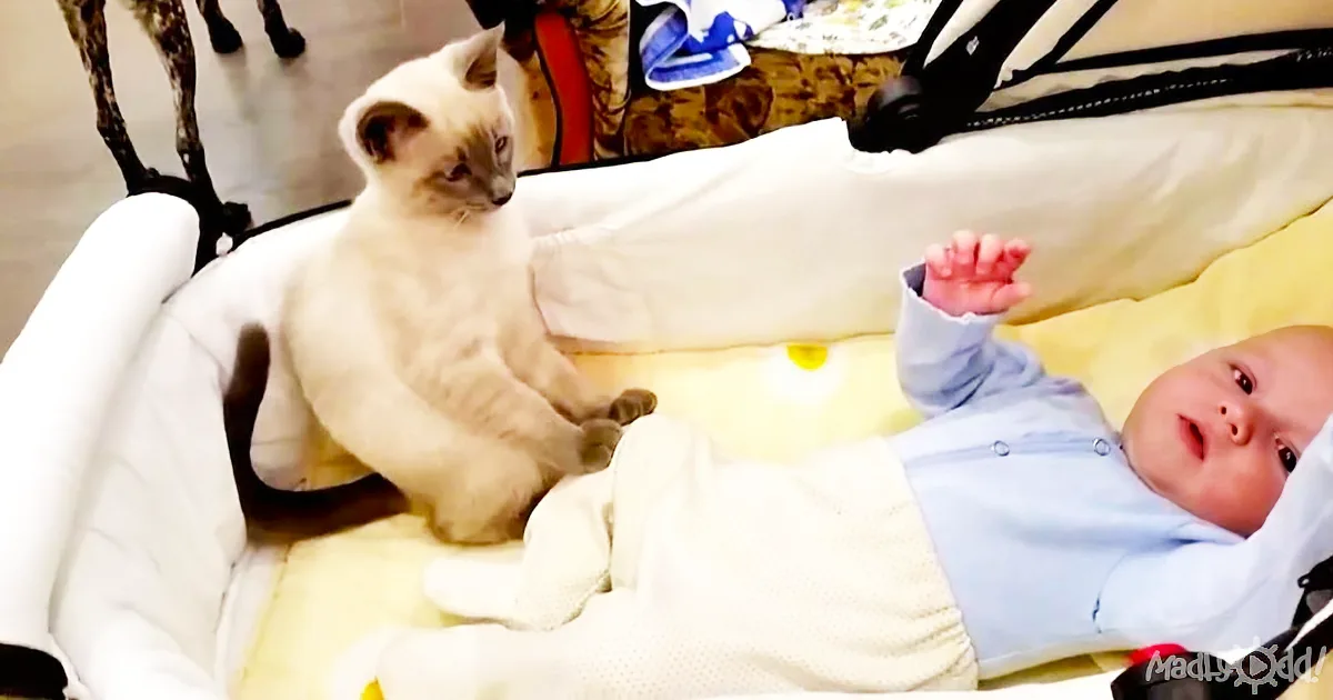 Is the Baby Getting Fussy? Maybe You Need a Siamese Cat...