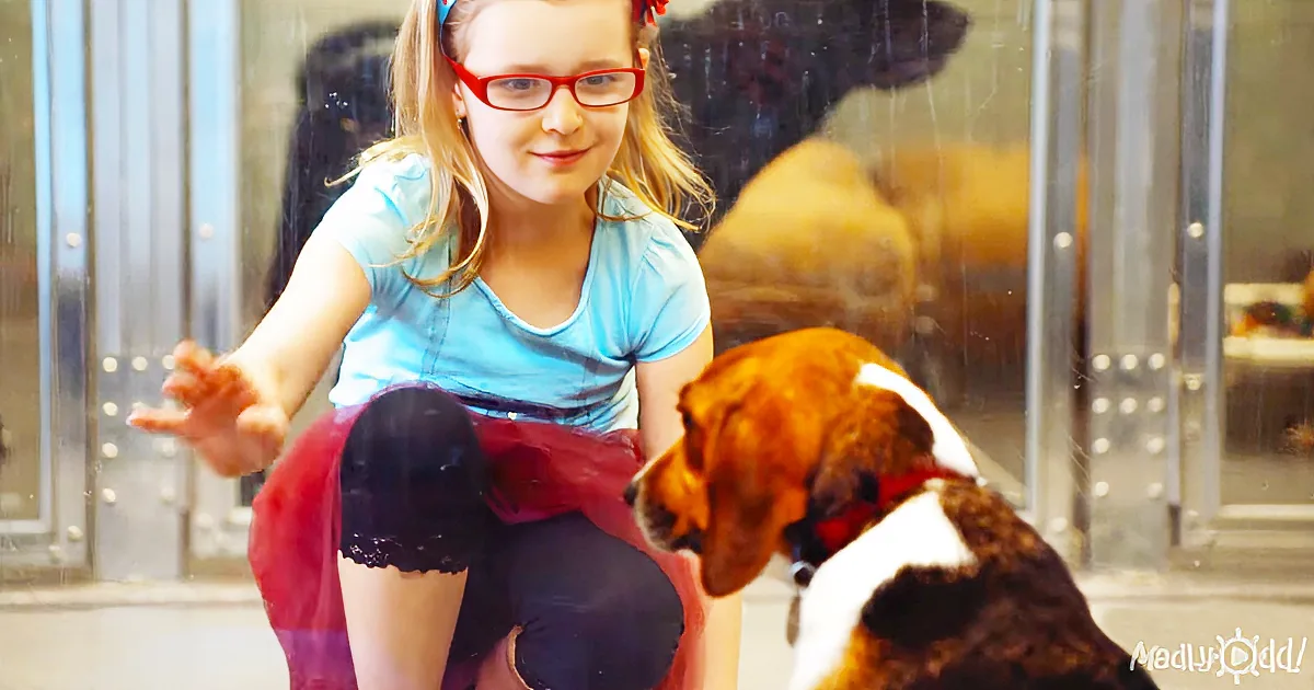 Unhappy Beagle Waits and Waits but Finally Ends up in a Perfect Forever Home
