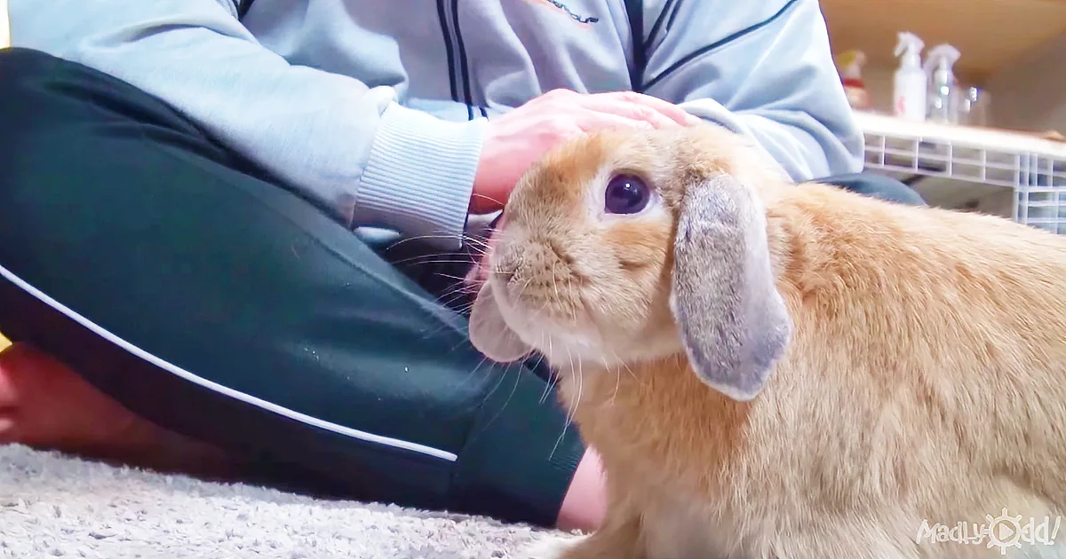 When This Bunny Wants More Affection, He Makes It Clear!