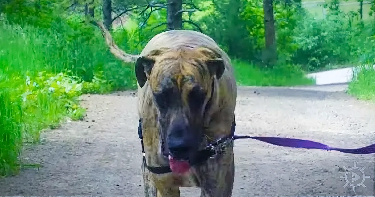 If You''re Going for a Bike Ride and Your Great Dane Gets Tired...