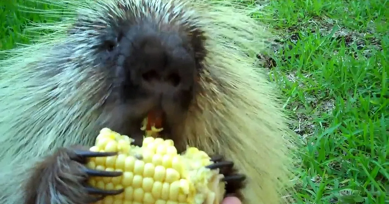 Adorable Porcupine (Yes, Porcupine) Won''t Share Corn, Makes Hilarious Noises