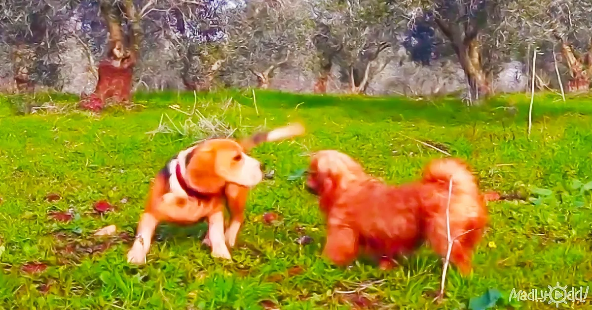 Two dogs, one with a red collar, playfully interact on a grassy field with trees in the background.