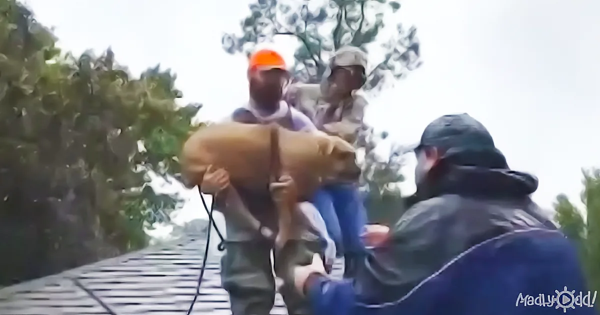 Relive 15+ Heartwarming Moments Where People Save Animals During Floods
