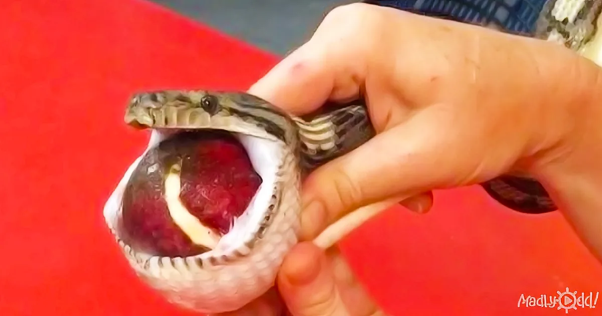 A Vet Finds a Snake With a Giant Lump. I Can''t Believe What He Took out of His Body!