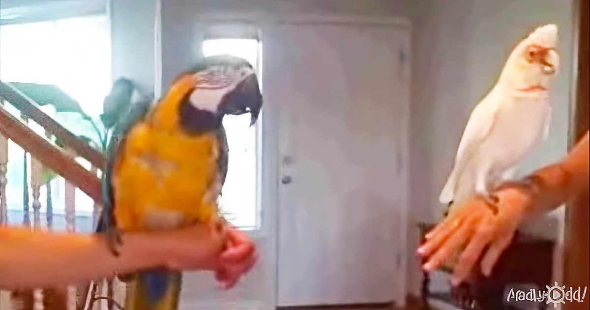 When a Parrot Challenges His Bird Pal to a Dance-off, I Can''t Stop Laughing out Loud!