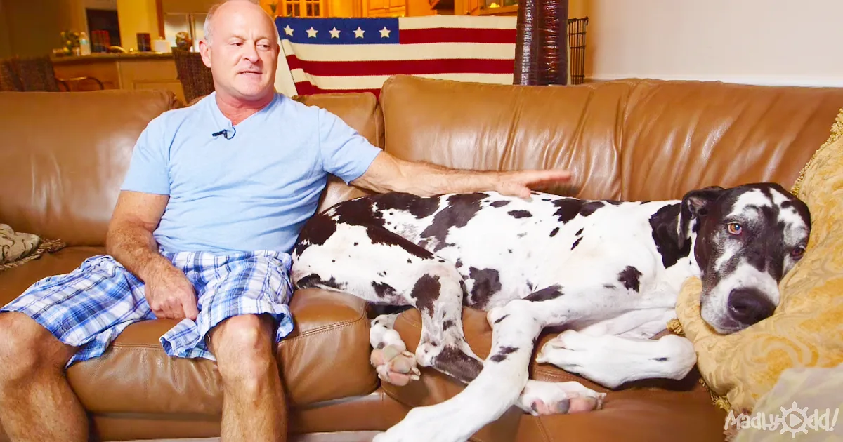 A man in blue shirt and shorts sits on a brown leather couch with a large black and white dog resting beside him.