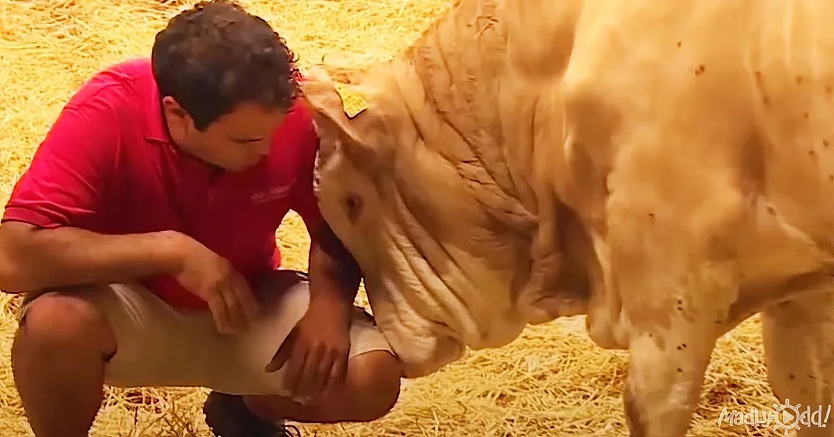 Watch the Awesome Story of This Bull That Was Finally Freed After a Lifetime in Chains