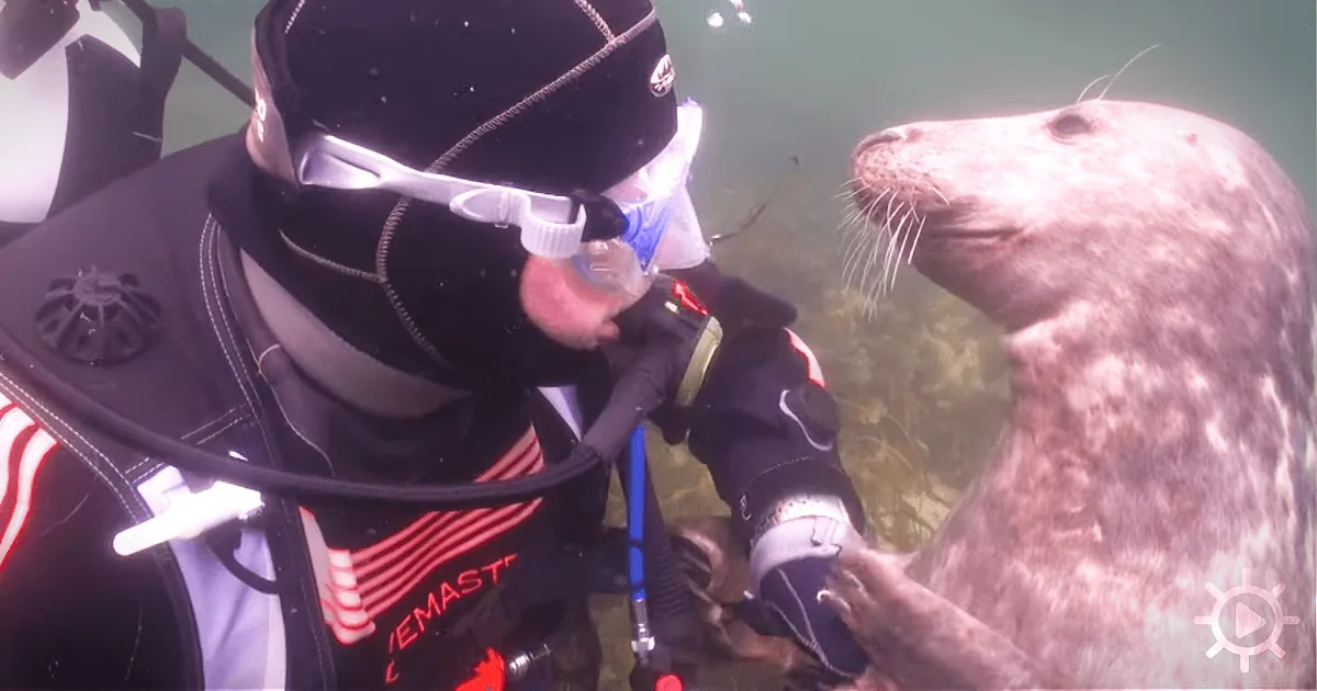 A scuba diver interacts closely with a seal underwater, both wearing diving gear.