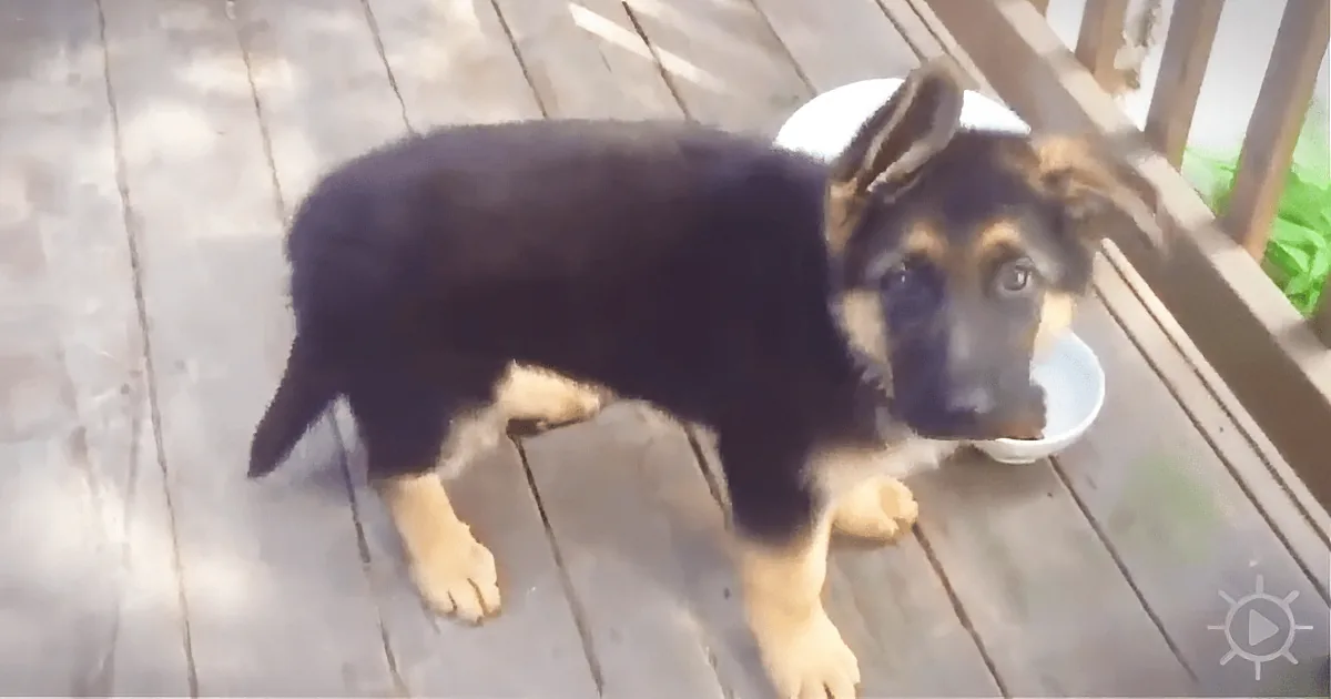 A Young German Shepperd Used to Cry Before He Slept at a Shelter. Finally, He Got Adopted!