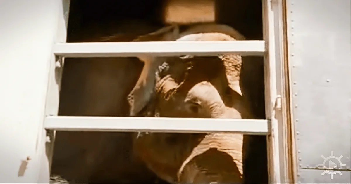 An elephant is partially visible through a metal gate, with its head and part of its body showing.