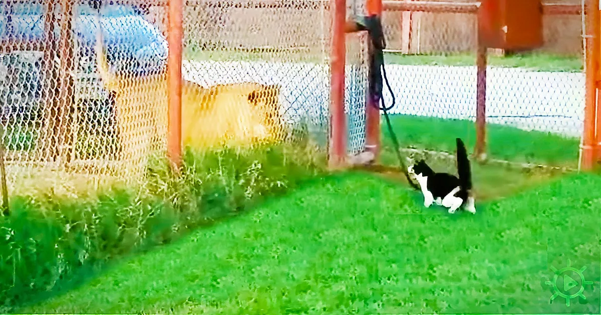Cat Wins Confrontation With Lion, Albeit on the Cat''s Terms