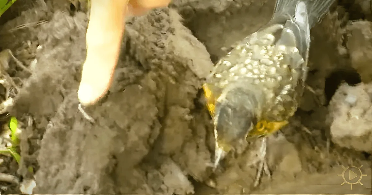 A bird with a yellow beak and white spots is digging in the soil, with a human hand nearby.