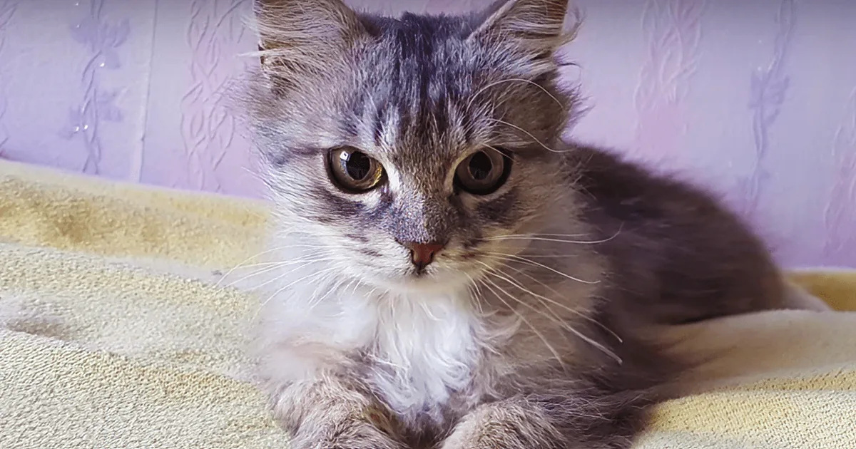 Freezing Kitten on the Side of the Road Is Miraculously Saved by Motorist