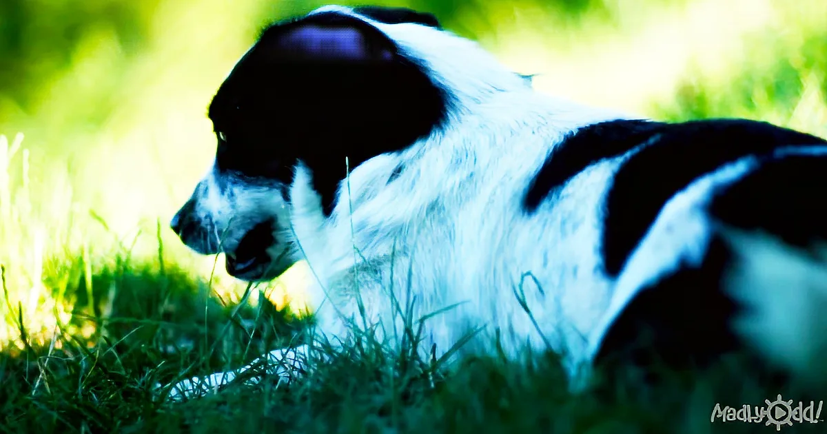 A black and white dog lies on grass, its head turned to the side, in a serene outdoor setting.