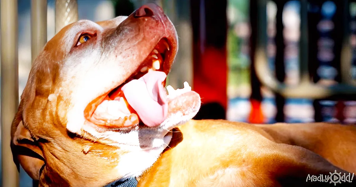 Depressed, Lonely Bulldog Stared All Day at Kennel Walls - Until This Happened