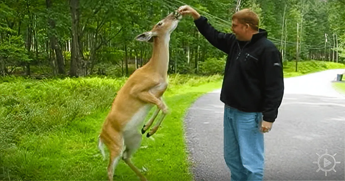 Cute Deer Nudges Man With Its Nose, the Reason Will Have You in Stitches