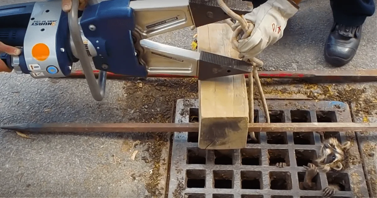 Raccoon Stuck in Sewer Grate: the Skies Opened up and Rescuers Had to Hurry